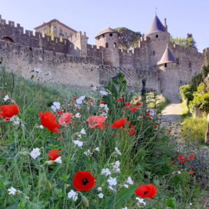 Jane Heyes Art Peintre Carcassonne Artist Poppies inspiration Spring